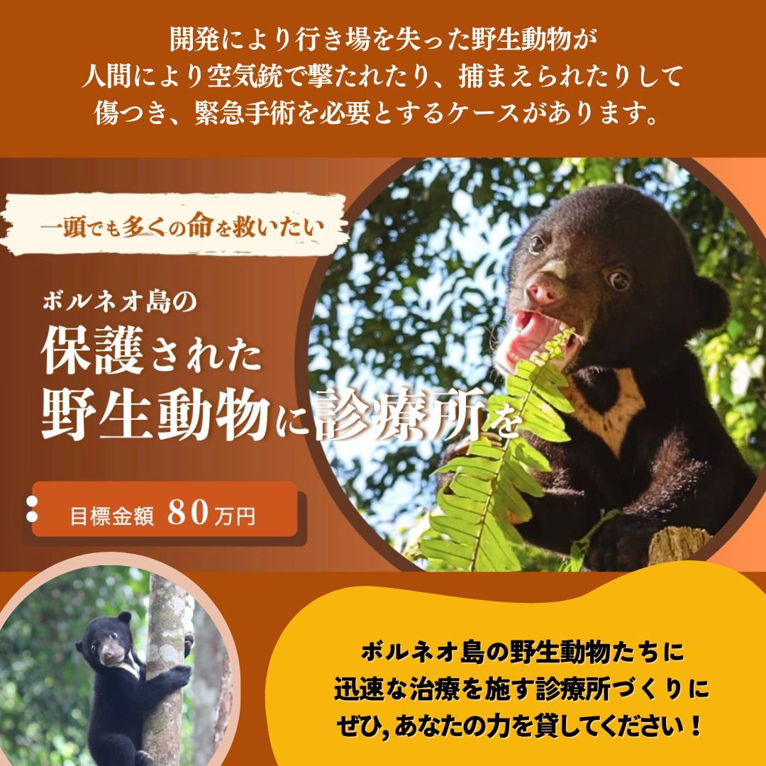 📣クラファンのお知らせ❣️
一頭でも多くの命を救いたい🐻ボルネオ島の保護された野生動物に診療所を🏥

💰目標金額 800,000円🫶

🌳詳細・ご寄付は下記リンクより👉
congrant.com/project/hutang…