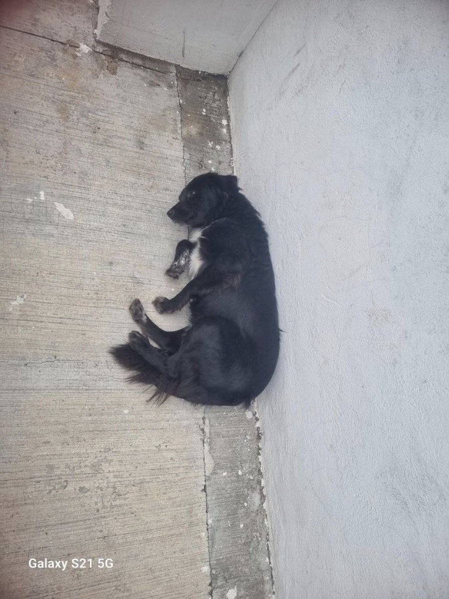 Alina_Gag's tweet image. Resumen de lo que ha pasado en Rescatalandia este último par de meses. 💝

Amalia llegó al hospital con su humano que fue internado ahí. Lamentablemente su humano no salió. No sabemos qué pasó, pero sí supimos que Amalia no quiso moverse del lugar. Estuvo días sola y vulnerable.