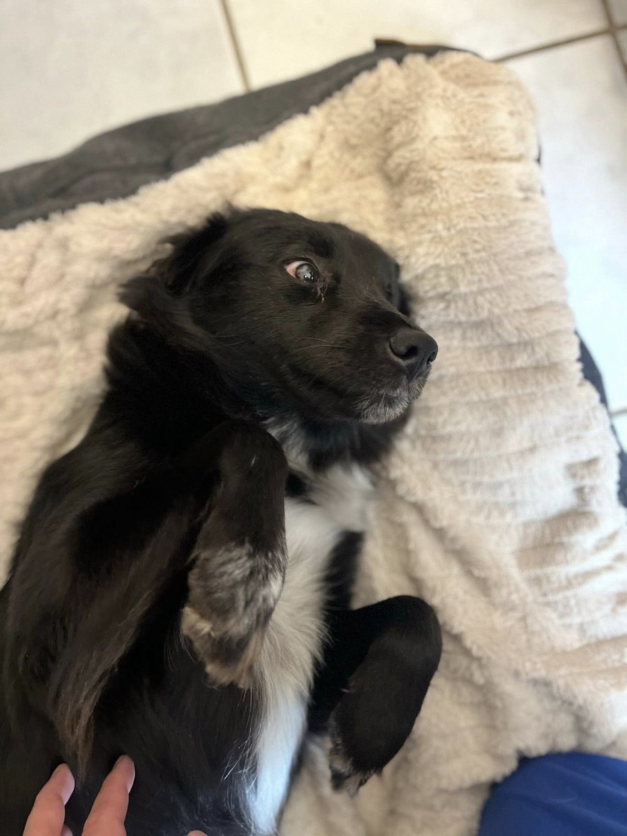 Alina_Gag's tweet image. Resumen de lo que ha pasado en Rescatalandia este último par de meses. 💝

Amalia llegó al hospital con su humano que fue internado ahí. Lamentablemente su humano no salió. No sabemos qué pasó, pero sí supimos que Amalia no quiso moverse del lugar. Estuvo días sola y vulnerable.