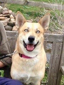 My baby girl Vickie 🌈 crossed over the Rainbow Bridge at 5:30 CDT….i am devastated 💔🙏🏻🐾😭🙏🏻💔 God bless you baby girl, till we meet again🌈💔🙏🏻🐾💔