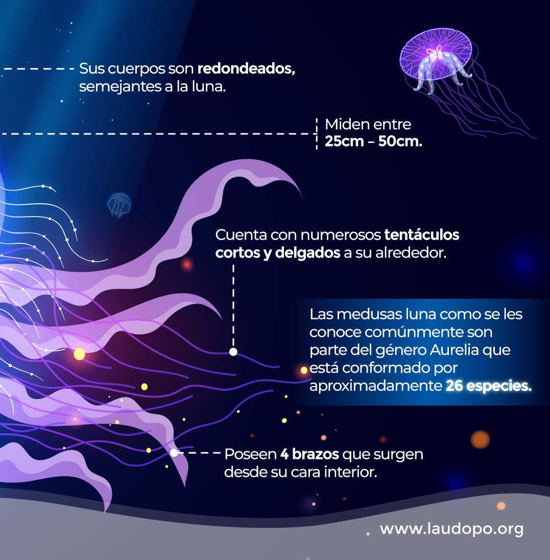 👀¿Sabías que, las tortugas marinas como la Laúd, se alimentan de medusas? 

No son su único alimento pero constituyen una parte importante de su dieta. 

🪼El día de hoy te presentamos a las medusas luna y algunas de sus principales características. 
#redlaúdopo #unidosporlalaúd