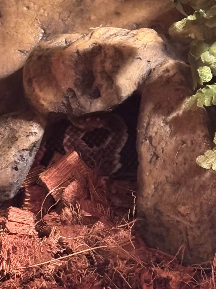 Pretty sure I see a python snoot in there. Hoping she’ll come out and play. She’s been pretty timid with me after our last trip. ☹️