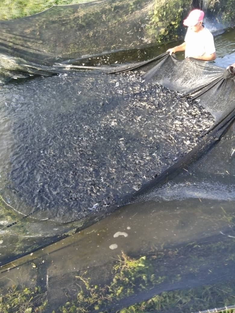 Ariel Padrón Valdés, nos explica la situacion de nuestra plataforma geográfica y su comparación potencial en comparación con la década de los 80 que se hacían grandes captura en aguas internacionales.
#PescaPorCuba 
#MinalXMásAlimentos