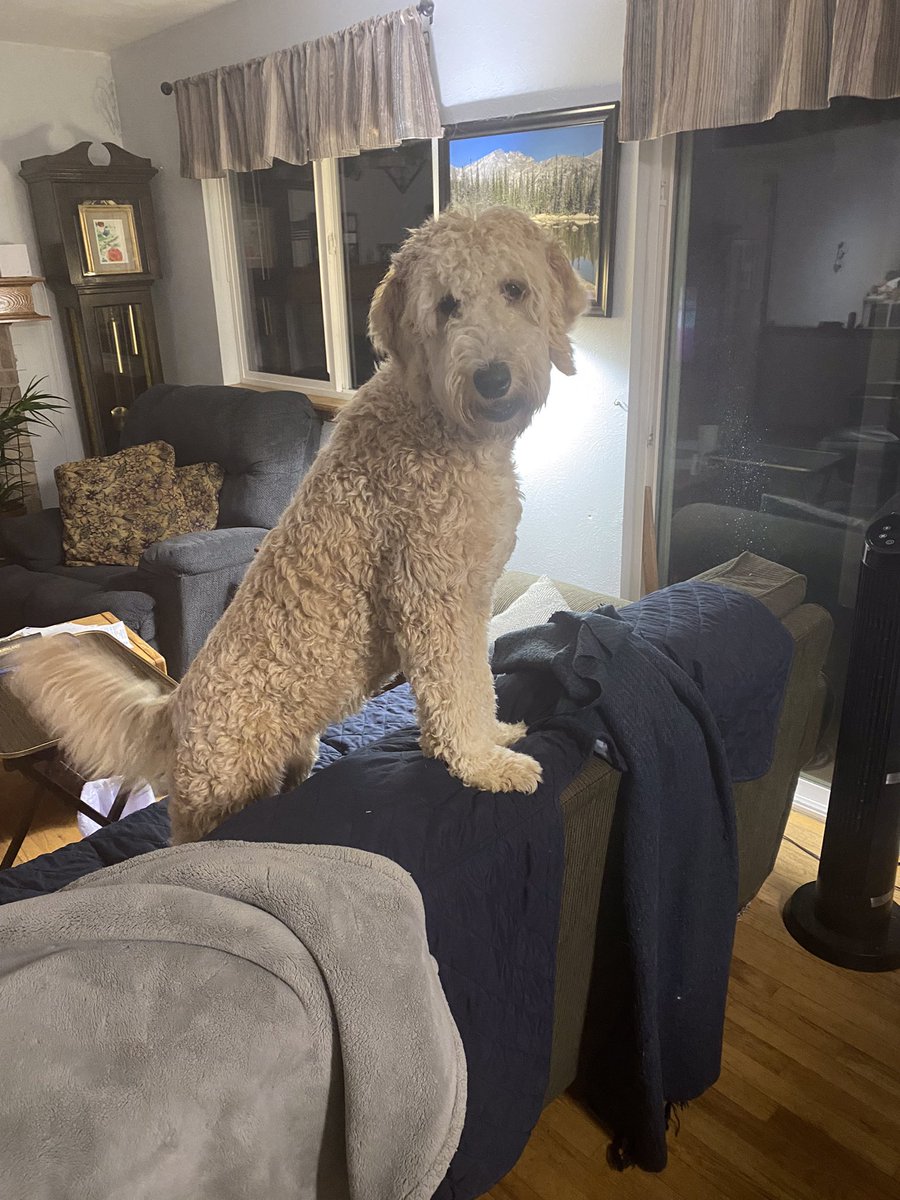 GoldenVanLines's tweet photo. Wrapping up a four day move and decommission project. Golden Van Lines delivering on time, on budget with no damage. Oh looks like Riki, our Golden-doodle, posed on the couch, she thinks she is the supervisor. https://t.co/zvA74tUm0V