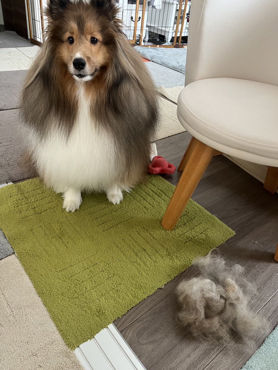 本日のもふもふ取れ高です。