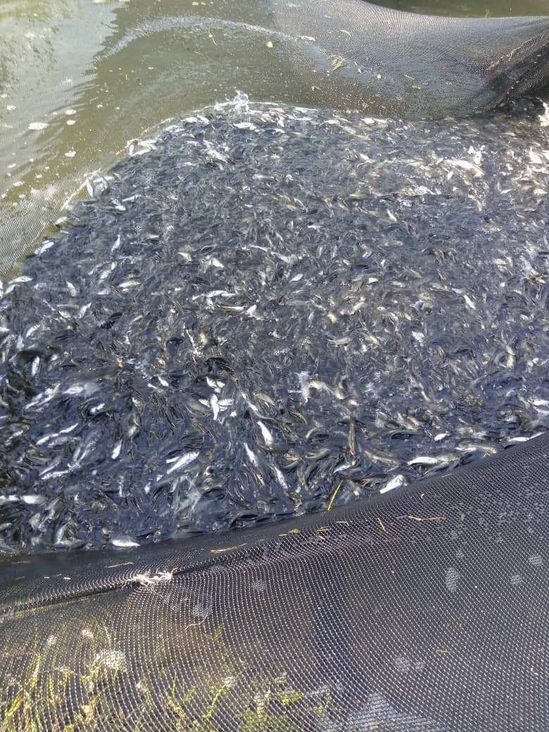 Nuestro Vicepresidente Primero Jorge Arias Bringuez nos explica la situación de las dietas médicas que en las provincias garantizan las empresas Acuícolas y en periodos anteriores recibiamos el producto importado.
#PescaPorCuba 
#MinalXMásAlimentos