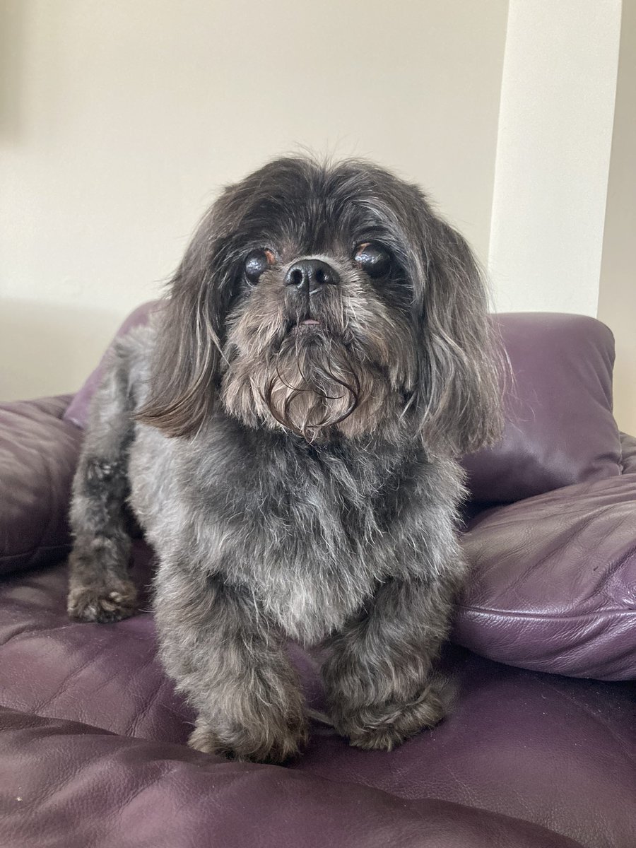 GabbyScher's tweet image. A short thread of my dog Max as #Moodeng 🧵

1. The glamour shot