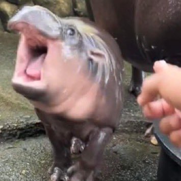 ก็ว่าทำไมท่ามันคุ้น ๆ หมูน่อ 555555555555