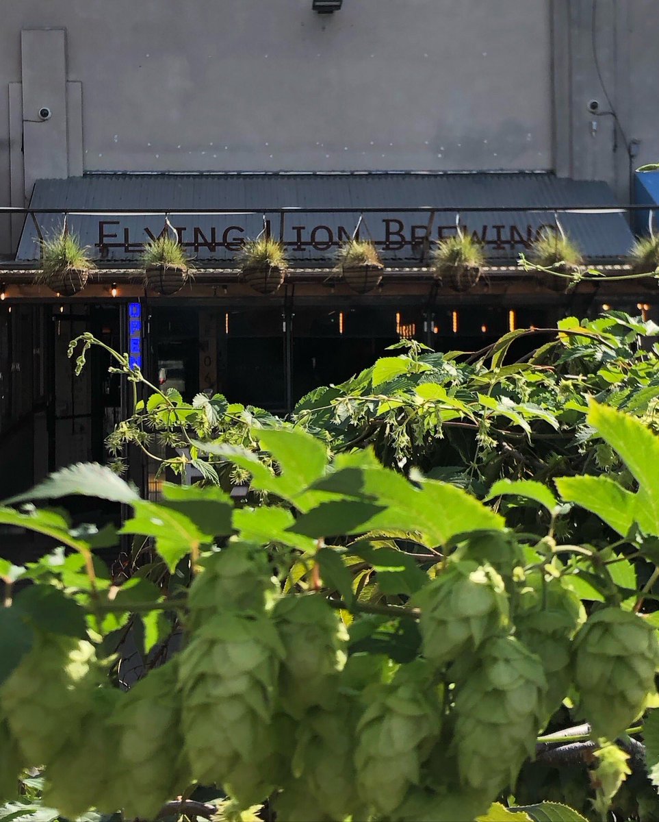 Flying Lion Brewing tweet media