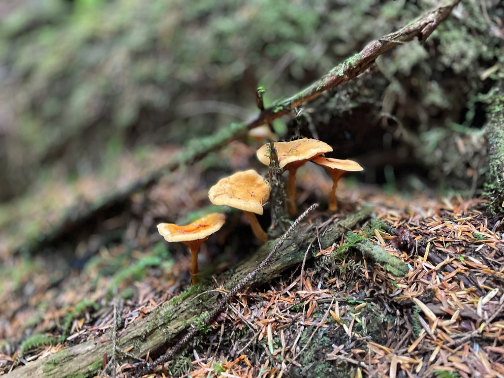 Lots of walks in the woods produced some of the flora in Fragment, our indie game about growing plants in space - there is some really crazy stuff all around us on our own planet.
#indiegame #indiedev #gamedev #indiegamedev #cozygame  

Check it out at kestrelgames.com