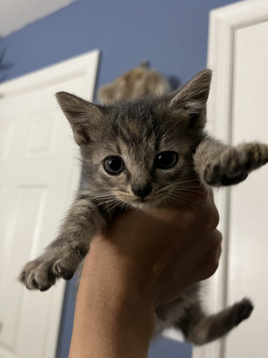 crits4cats's tweet photo. Looking for a foster for either Beanbag &amp; Chompers or Pikachu &amp; Eevee. Need to be within 30-45 mins of Elkton MD (Bel Air MD and closer, Wilmington, Middletown, Newark, West Chester PA, etc). All supplies and vet care provided. https://t.co/wgPOEwzFRB