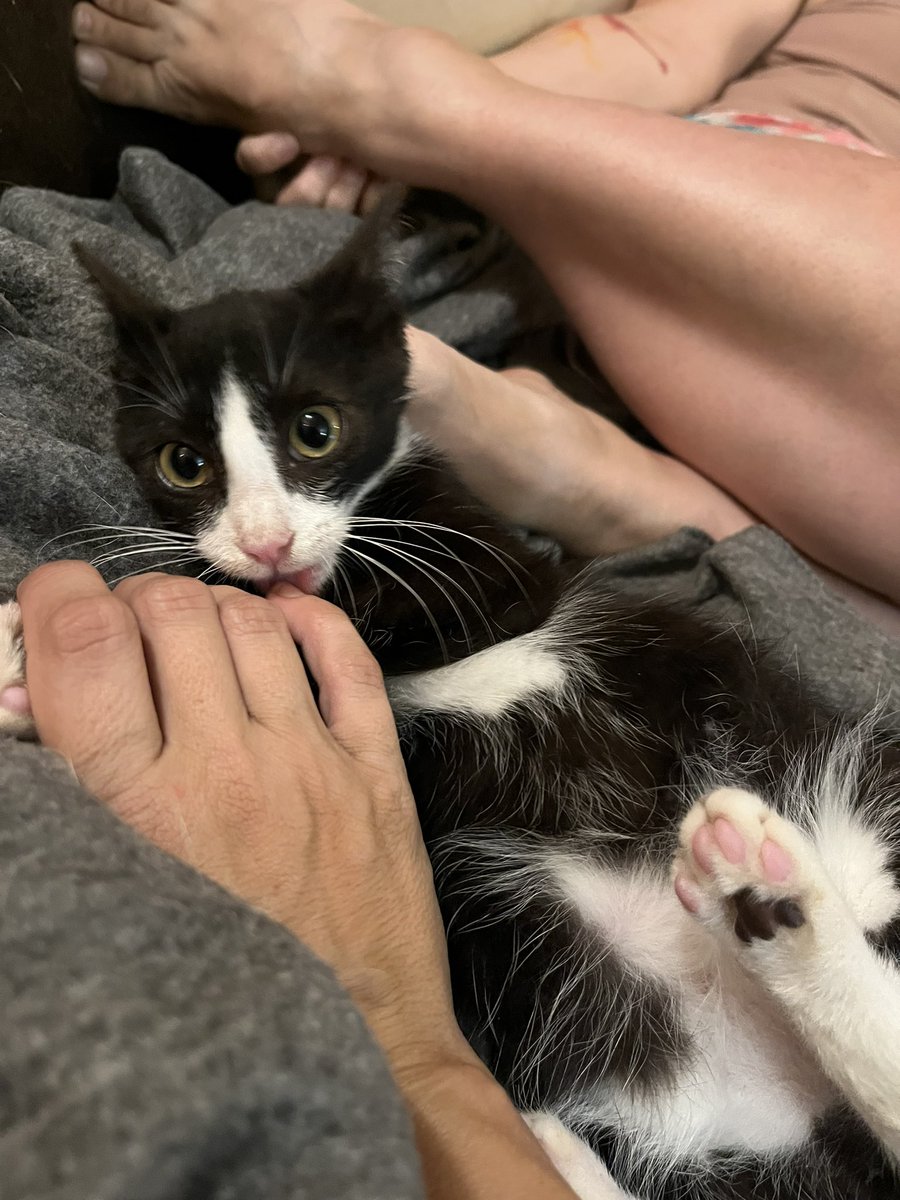 crits4cats's tweet photo. Looking for a foster for either Beanbag &amp; Chompers or Pikachu &amp; Eevee. Need to be within 30-45 mins of Elkton MD (Bel Air MD and closer, Wilmington, Middletown, Newark, West Chester PA, etc). All supplies and vet care provided. https://t.co/wgPOEwzFRB