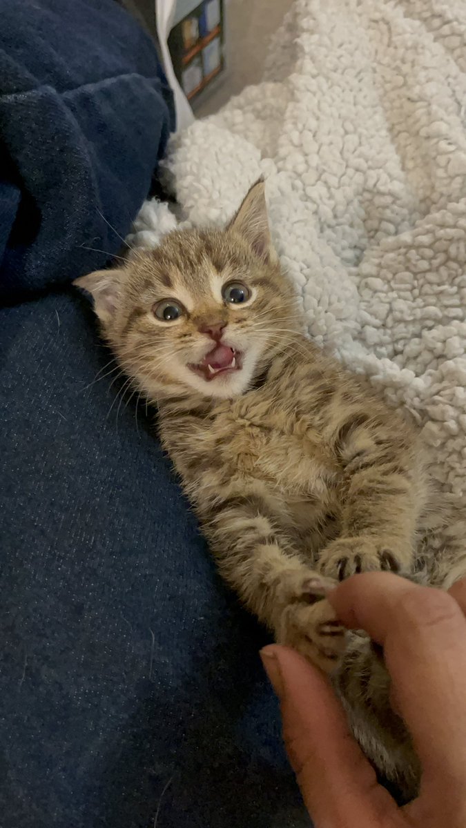 crits4cats's tweet photo. Looking for a foster for either Beanbag &amp; Chompers or Pikachu &amp; Eevee. Need to be within 30-45 mins of Elkton MD (Bel Air MD and closer, Wilmington, Middletown, Newark, West Chester PA, etc). All supplies and vet care provided. https://t.co/wgPOEwzFRB