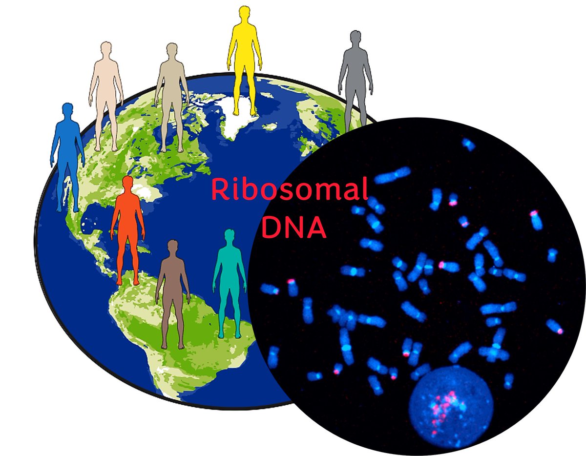 Tamara Potapova (@potapova_tamara) on Twitter photo New preprint from our lab 🚨 We explored the variability in ribosomal DNA copy number and activity across humans of the world
with <a href="/GertonJennifer/">Jennifer Gerton</a> <a href="/PaxtonKostos/">Paxton Kostos</a> <a href="/AndresGuarahino/">Andrea Guarracino</a> <a href="/stevenjsolar/">Steven Solar</a> <a href="/erikgarrison/">Erik Garrison</a> <a href="/aphillippy/">Adam Phillippy</a> and others not on X
biorxiv.org/content/10.110…
🧵 New preprint from our lab 🚨 We explored the variability in ribosomal DNA copy number and activity across humans of the world
with <a href="/GertonJennifer/">Jennifer Gerton</a> <a href="/PaxtonKostos/">Paxton Kostos</a> <a href="/AndresGuarahino/">Andrea Guarracino</a> <a href="/stevenjsolar/">Steven Solar</a> <a href="/erikgarrison/">Erik Garrison</a> <a href="/aphillippy/">Adam Phillippy</a> and others not on X
biorxiv.org/content/10.110…
🧵