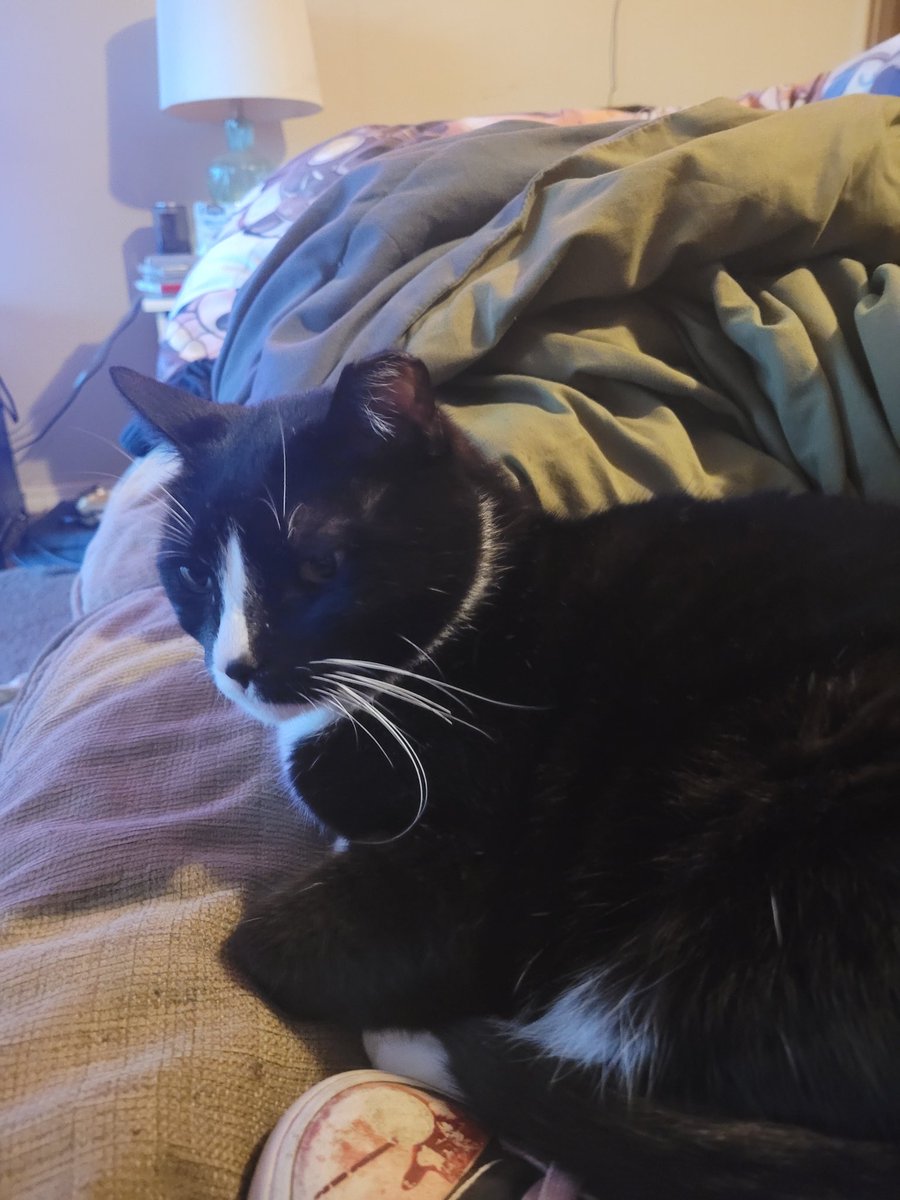 ATraumatizedki1's tweet photo. My kituuyy #cat #cars #cute #meow #kitty #paws #animals #CatsLover https://t.co/0hYFilkm8O
