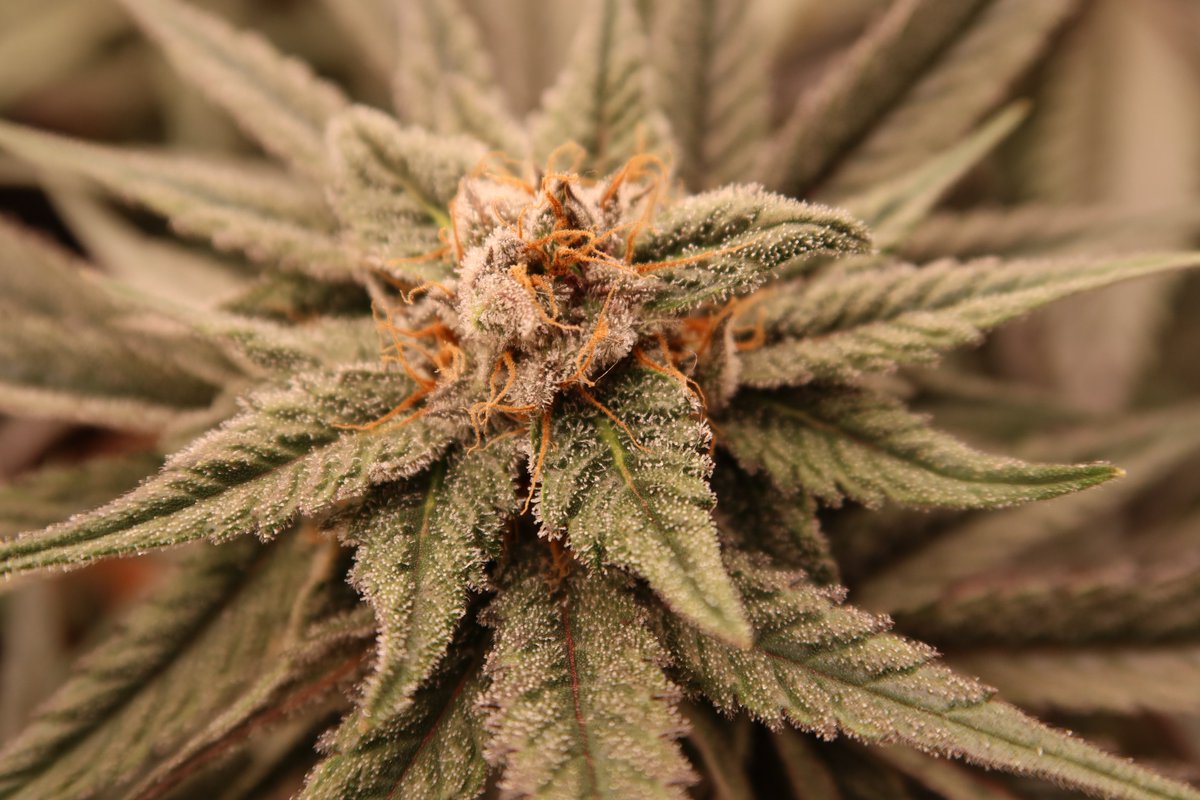 CG_Grow's tweet image. Get it