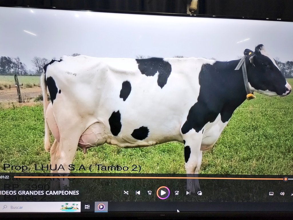 ADN_Rural's tweet photo. Concurso de Vacas a Campo 2024 en el marco de la #Expo @RuralRafaela 

#LHUA, el establecimiento que se lleva el gran galardón.

Gran nivel y calidad de todos los #tambos comerciales participantes 

La cuenca lechera muestra verdaderamente su #pasión por el #Holando https://t.co/0O2ixOBiBj
