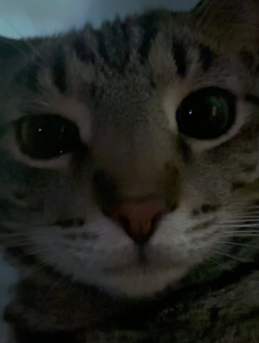 updated my linktree in my bio with all my current socials btw ,, ik they can get confusing also say hi to earl