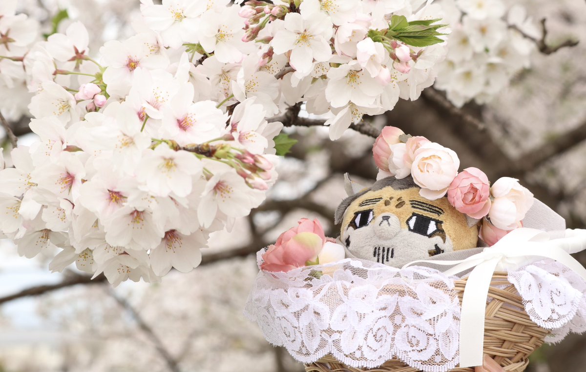 ririmokaparu's tweet photo. 載せるタイミングを逃した紫陽花の写真やっとあげられた

 #ぬい活でこれぞという4枚写真ポストしなされ
#フォゼ尾といっしょ https://t.co/djAAszNYVY