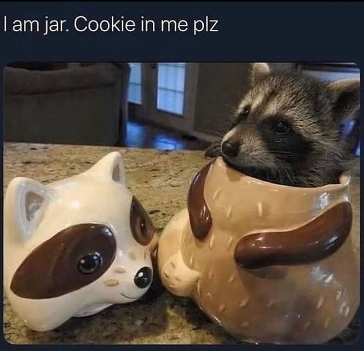 raccoon aesthetic. (@raccoonesthetic) on Twitter photo 