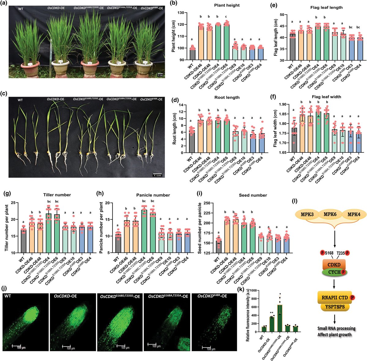 #MAPK-mediated CDKD phosphorylation regulates of small #RNA biogenesis

📖 nph.onlinelibrary.wiley.com/doi/10.1111/np…
by Singh et al.

<a href="/NIPGRsocial/">BRIC-NIPGR</a> <a href="/alokksinha/">Alok Krishna Sinha</a> <a href="/DHANRAJ43478856/">DHANRAJ SINGH</a> <a href="/n_verma15670/">Neetu Verma</a> <a href="/rengasamy1/">Rengasamy Balakrishnan</a> <a href="/Banerjee_Gopal_/">Gopal Banerjee</a>