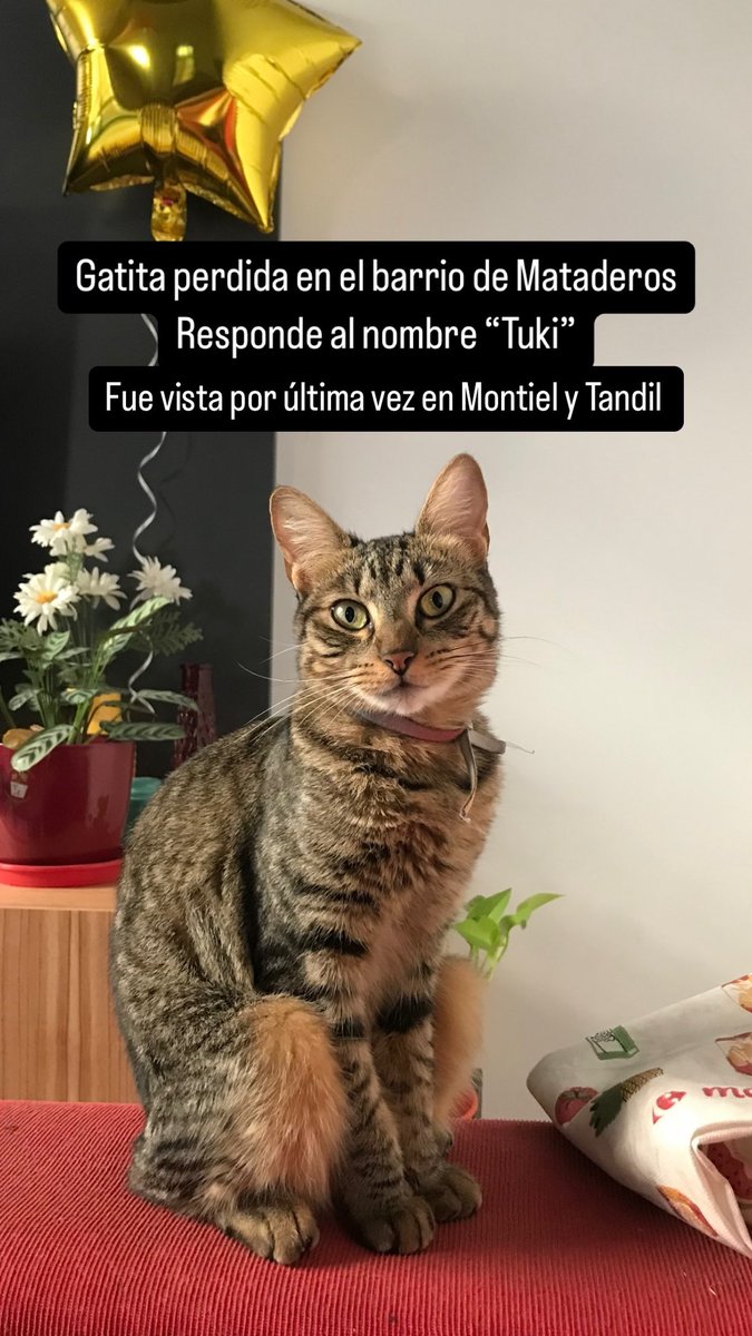 Por favor compartir, estoy desesperada buscándola hace 10 días. La vieron por última vez en Montiel y Tandil. Si la viste mándame un MD.