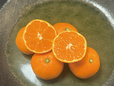 jp_ts_official's tweet photo. 宮崎県産 極早生みかん 南国の陽蜜「陽宝」🍊
糖度12度以上で甘さと酸味のバランスが良く、コクのあるみかんです！
https://t.co/rwbMWaoTYS
＃極早生みかん ＃南国の陽蜜陽宝 ＃みかん ＃フルーツ好きな人と繋がりたい ＃旬を味わう ＃ご褒美 #フルーツ https://t.co/O3tfETEKjU