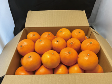 jp_ts_official's tweet photo. 宮崎県産 極早生みかん 南国の陽蜜「陽宝」🍊
糖度12度以上で甘さと酸味のバランスが良く、コクのあるみかんです！
https://t.co/rwbMWaoTYS
＃極早生みかん ＃南国の陽蜜陽宝 ＃みかん ＃フルーツ好きな人と繋がりたい ＃旬を味わう ＃ご褒美 #フルーツ https://t.co/O3tfETEKjU