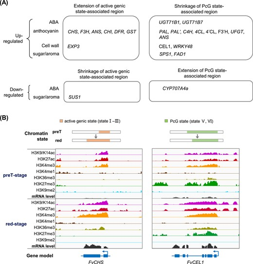 Hortres's tweet image. New study uncovers chromatin dynamics driving strawberry ripening. Histone modifications regulate ripening genes, revealing epigenetic control. #FruitRipening #ChromatinDynamics @OxfordJournals 
Details:doi.org/10.1093/hr/uha…