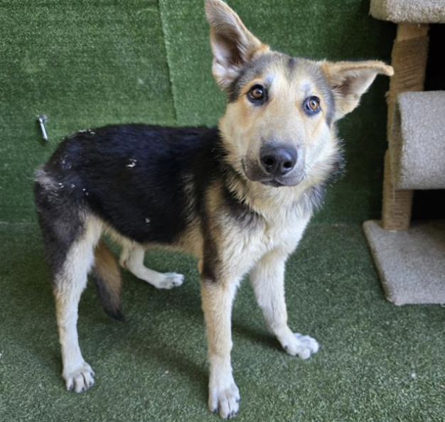 TomJumboGrumbo's tweet photo. This beautiful puppy - we're naming him Simon #A5652886. He's noted to be 1 year old, although he looks younger, and he's located in Lancaster CA. Homeless and unloved, he'll leave one way or the other, let's help him not leave in a trash bag. He needs a family: please repost/share and pledge if you're able, email keitholbermanndogs@gmail.com if you can help him. Thank you.
https://t.co/9qalvwKij1