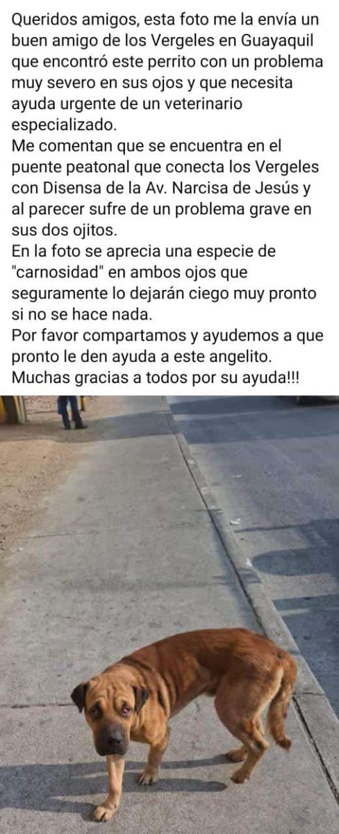 Robert59901960's tweet photo. Por favor su ayuda @alcadiadeguayaquil 
@jefersonrescata @auxilioanimal https://t.co/QcYshctQ9j