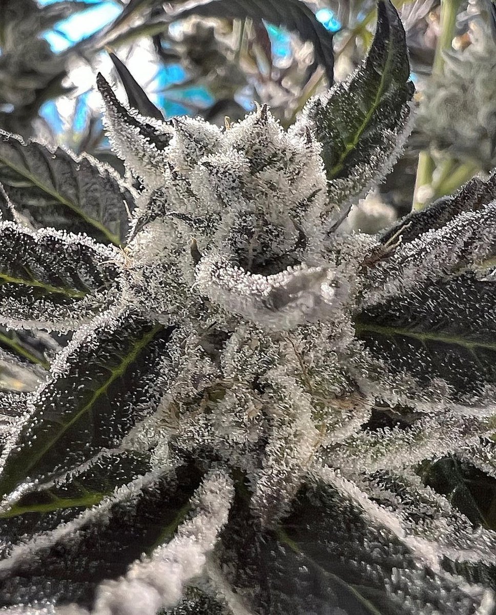 White Widow is a balanced hybrid strain of Cannabis indica and Cannabis sativa. It has been described as among the most popular strains in the world.

🌿 White Widow 

#cannabis #stonerfam #legalizeIt #weedmob #cbd