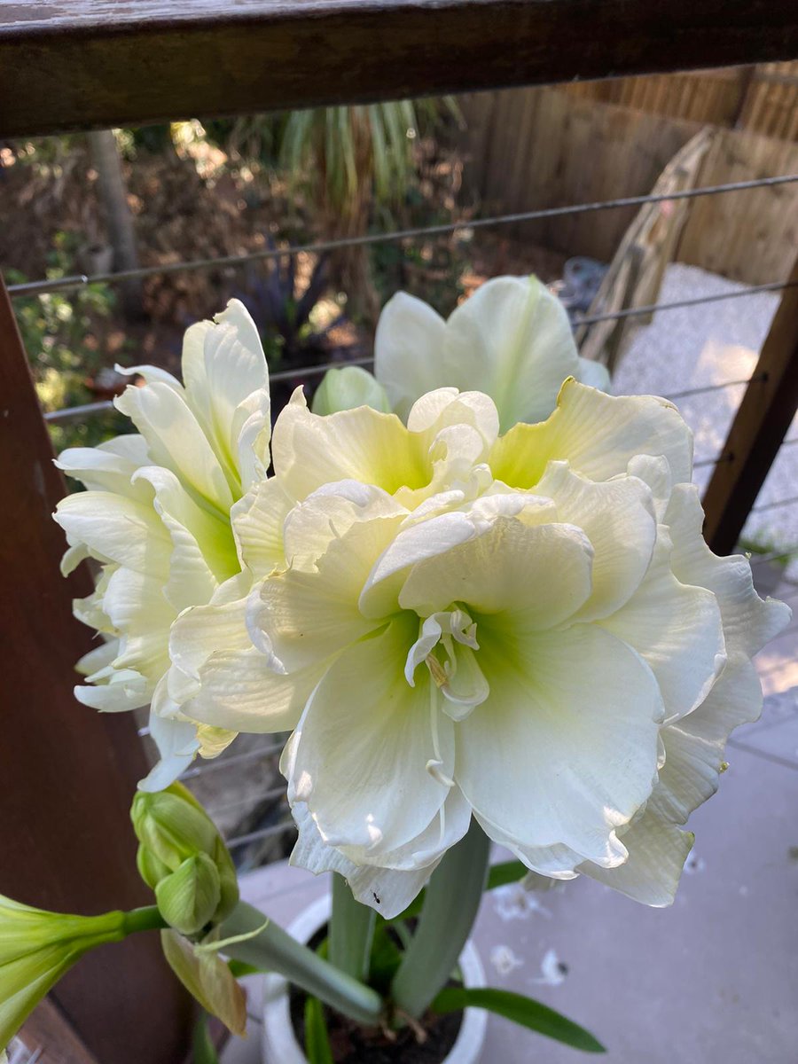 proustalia's tweet photo. Some beautiful photos of an amaryllis (I think) from Mum's garden in Australia https://t.co/NxAsA2qS3Z