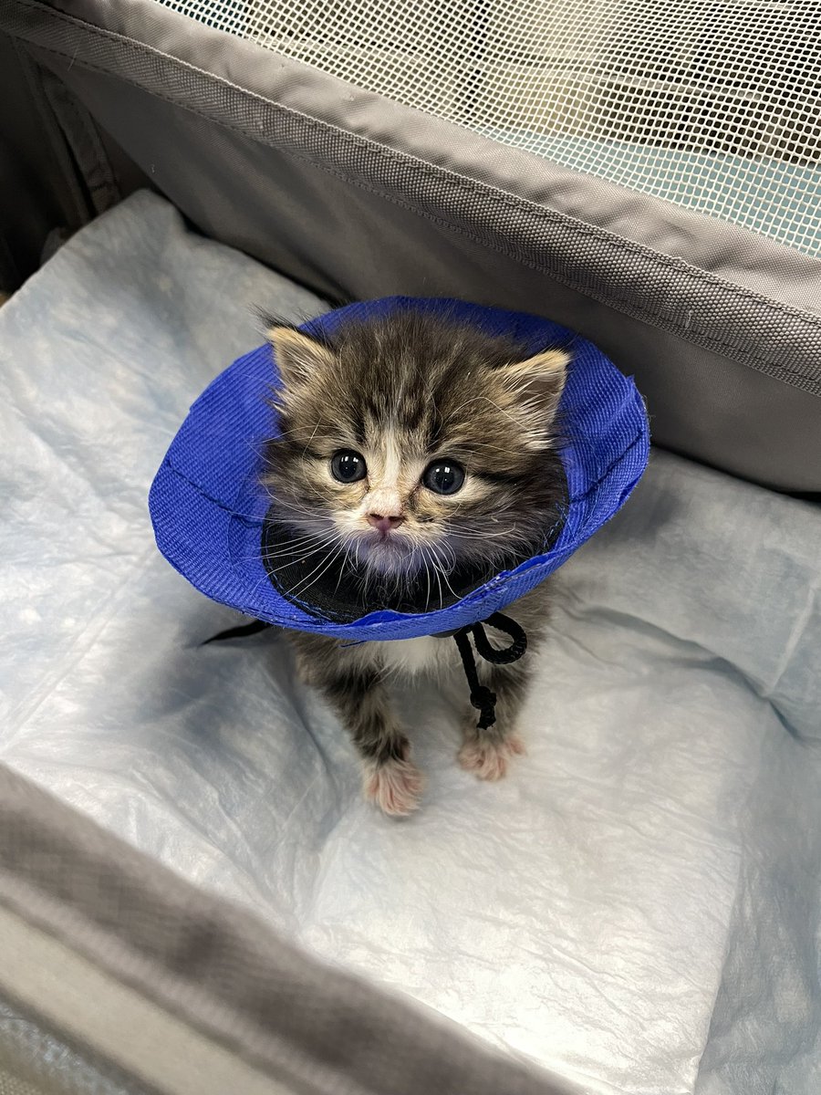 feederofcats's tweet photo. sentenced to tiny cone jail for heinous crime of suckling on own genitals and giving himself a UTI https://t.co/htvcjE1VfM