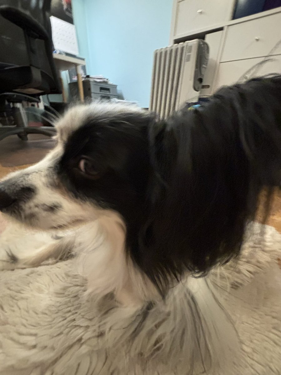 JackThePapillon's tweet photo. Arrrrrff Matey! It’s that special time of year, #TalkLikeAPirateDay ! I plundered me some doubloons from the cat (she don’t know about that yet) and sailed the seas of me yard with me mateys, and of course I was wearing me trusty eyepatch! Best to all ye, n’ especially me mateys! https://t.co/0e2ybV3hM2