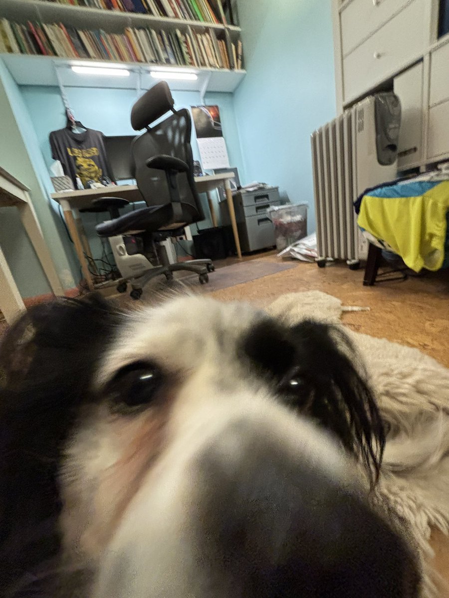 JackThePapillon's tweet photo. Arrrrrff Matey! It’s that special time of year, #TalkLikeAPirateDay ! I plundered me some doubloons from the cat (she don’t know about that yet) and sailed the seas of me yard with me mateys, and of course I was wearing me trusty eyepatch! Best to all ye, n’ especially me mateys! https://t.co/0e2ybV3hM2