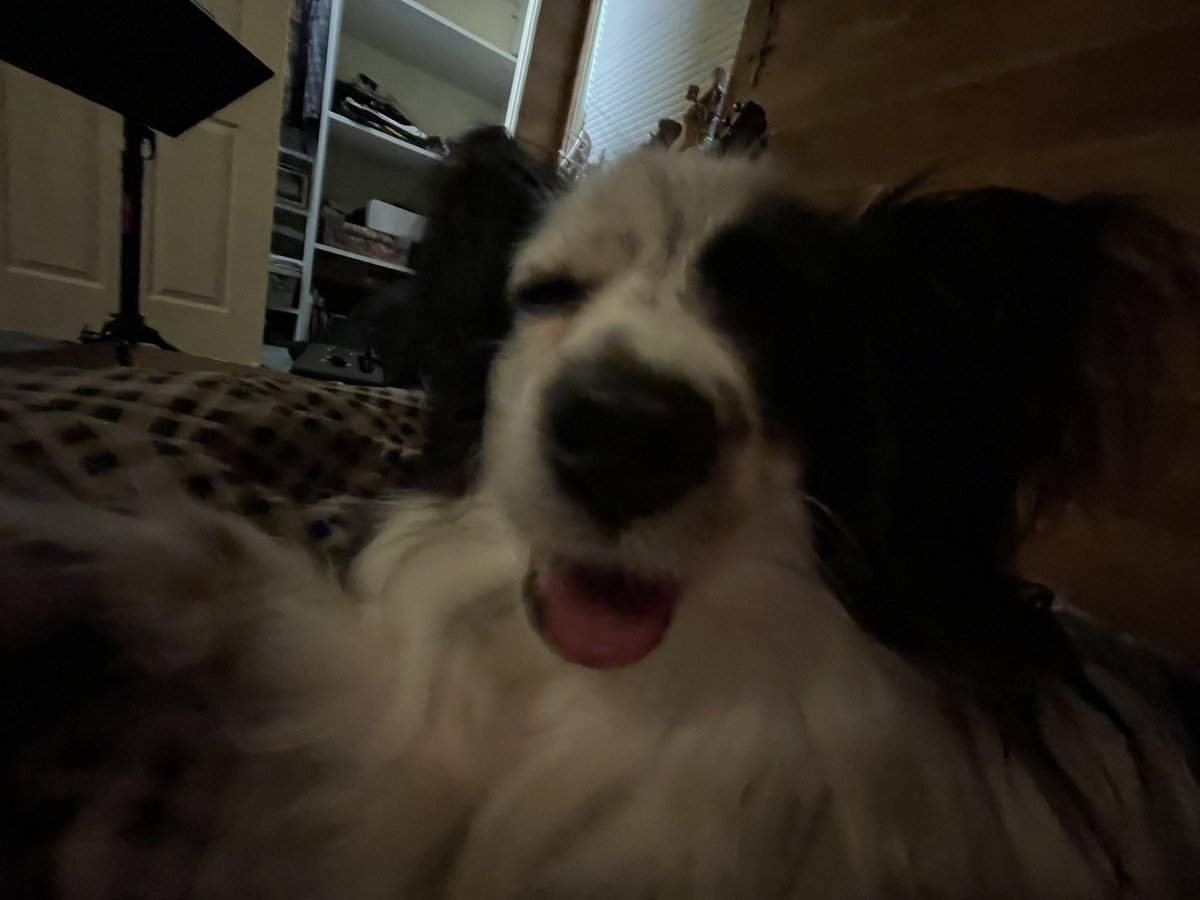 JackThePapillon's tweet photo. Arrrrrff Matey! It’s that special time of year, #TalkLikeAPirateDay ! I plundered me some doubloons from the cat (she don’t know about that yet) and sailed the seas of me yard with me mateys, and of course I was wearing me trusty eyepatch! Best to all ye, n’ especially me mateys! https://t.co/0e2ybV3hM2