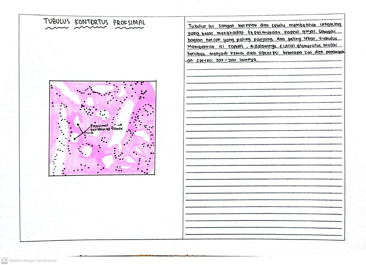 jokigambar_toji's tweet photo. Halo guys yg mau jasa gambar preparat histologi epitel joki gambar preparat histologi epitel buat tugas kuliah kampus Grogol Jakarta barat kertas/buku boleh dari cust bisa dikirim hasil fisik 🥰

#zonauang #jokitugas #jasagambar #jokigambar #histologi #preparat #epitel https://t.co/lJZAcSucNO
