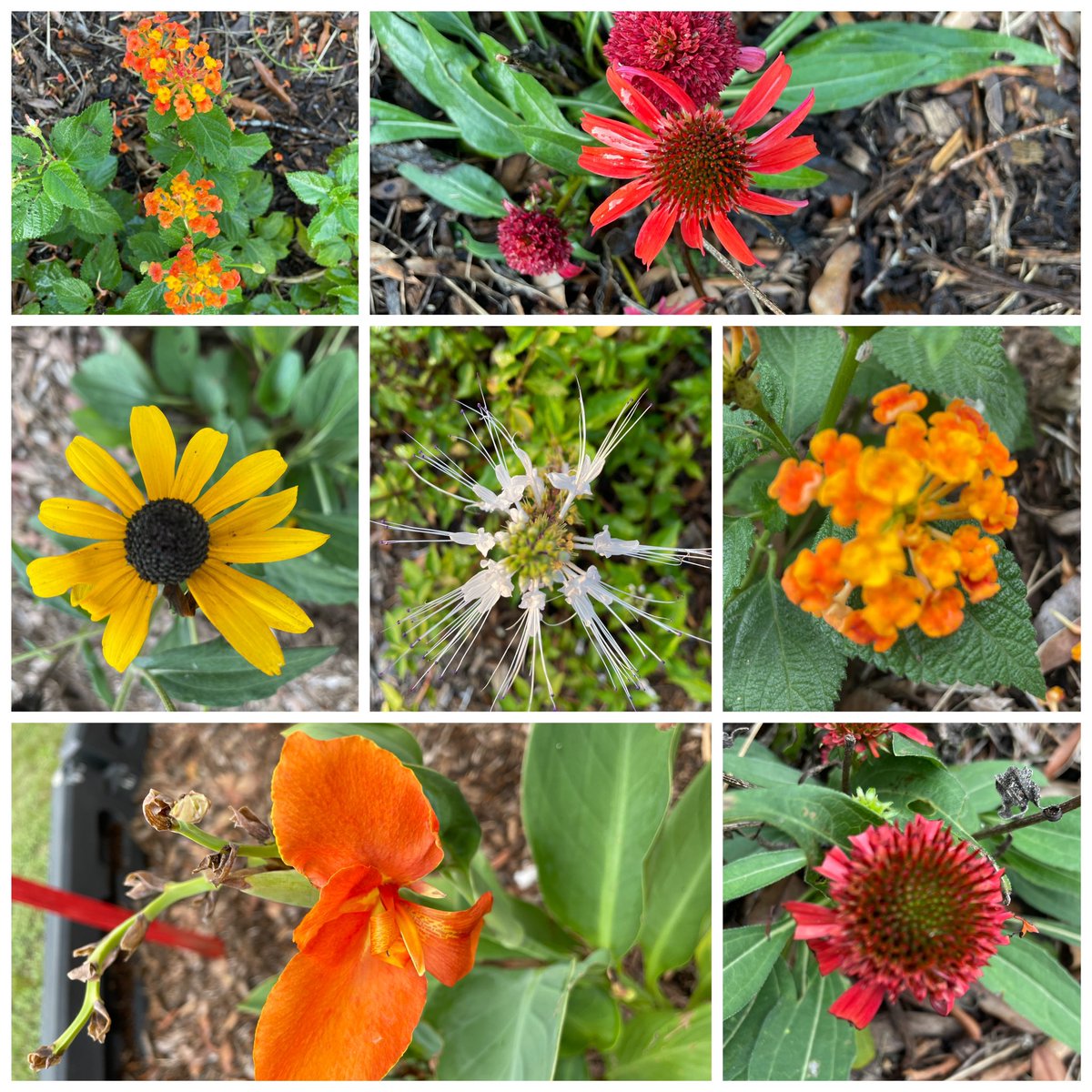 Look what’s blooming this week in our butterfly garden! Thanks to our 4th and 5th grade gardeners! #webloomtogether  #plantpeople <a href="/HumbleISD_HHE/">Hidden Hollow Elementary</a> <a href="/hheptakingwood/">Hidden Hollow PTA</a> <a href="/VisualArtHumble/">Humble ISD Visual Arts</a> <a href="/HumbleISD_Arts/">Humble ISD Fine Arts</a> <a href="/HumbleISD/">Humble ISD</a>