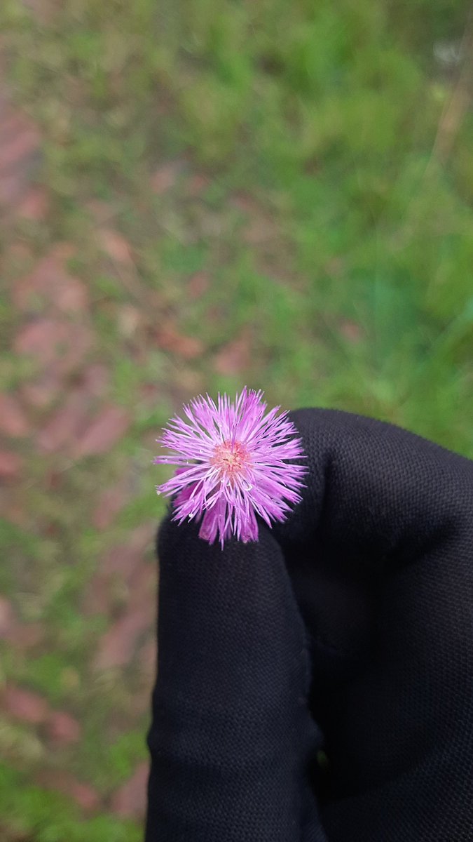 fahuthemarketer's tweet photo. Found this tiny beauty 🌸🌿 Nature always surprises us with its delicate wonders. #NaturePhotography #WildBeauty #FlowerPower #NatureLovers #PRADAxENHYPEN #ENHYPENonPradaSS25 #KarinaxPradaSS25 #Bbnaijas9 https://t.co/KVl8iNYlWL