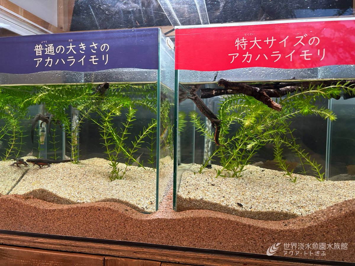 aquatotto's tweet photo. 特大サイズのアカハライモリの特別展示がスタートしました！その大きさ（全長）は約18㎝！担当スタッフも初めて見たときは驚きました。ぜひご覧ください。【展ス】
https://t.co/OdNf5VTOc8 https://t.co/wae1UgTYLl