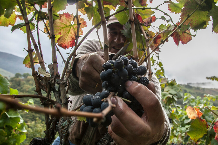 El vino no deja de subir de precio en los bares, pero sobra uva a espuertas que hay que ‘quemar’: “Es un desastre total” dlvr.it/TDSHnX
