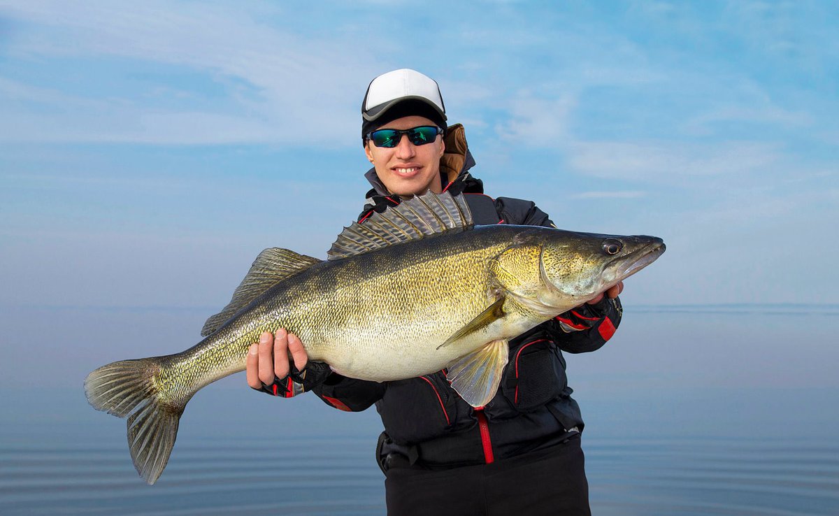 Der Herbst ist die ideale Jahreszeit, um sich eine neue Zanderrute anzuschaffen. Im folgenden Ratgeber findet ihr wertvolle Tipps und Empfehlungen für die Wahl der richtigen Zanderrute: simfisch.de/zanderruten-te…
#Zanderangeln #Angelrute #Zanderfischen #Raubfischangeln