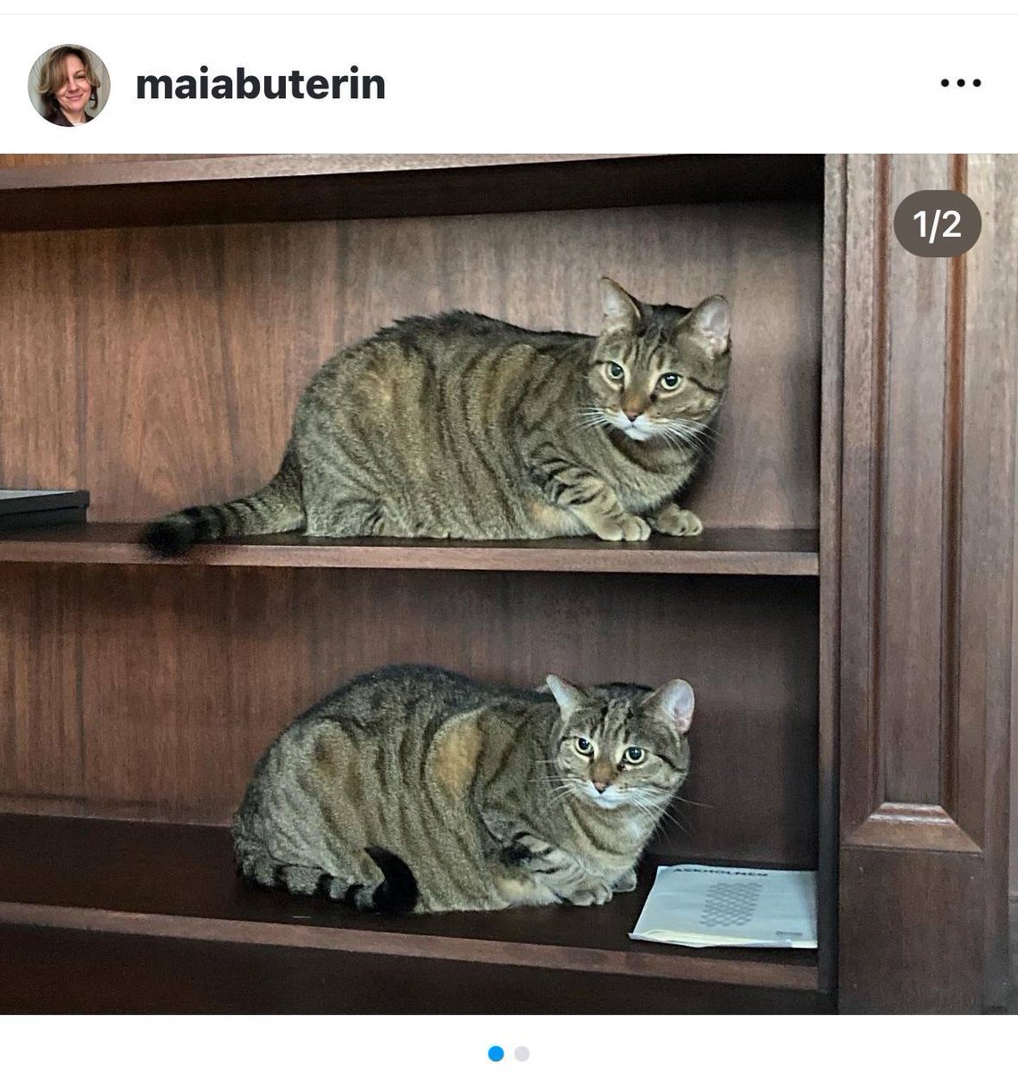 Am I seeing double? #STIRLITZ is your second chance if you missed #HEMULE 

#VitaliksCat #VitalikButerin