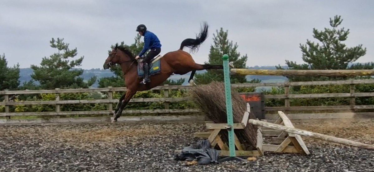 Ursa Major Racing Ltd (@ursamajorracing) on Twitter photo Go ahead and JUMP!
Our new recruit Mordred is full of the joys of springs (!) ahead of his debut for us next week!
<a href="/HDickinRacing/">Harriet Dickin Racing</a> Go ahead and JUMP!
Our new recruit Mordred is full of the joys of springs (!) ahead of his debut for us next week!
<a href="/HDickinRacing/">Harriet Dickin Racing</a>