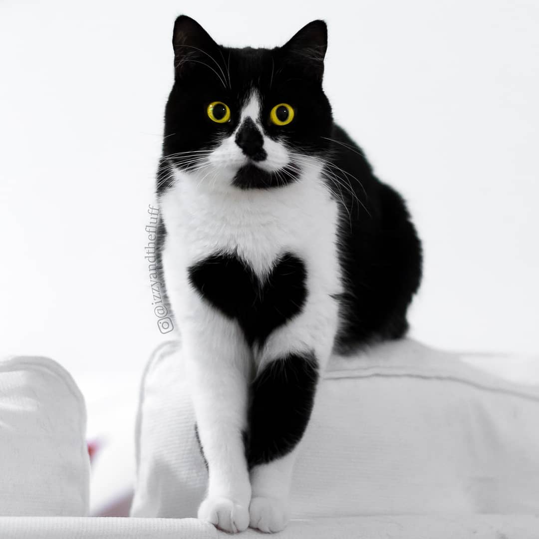 Flibbitz's tweet photo. @thisisdjen That gets the $HEART pumping, right?

Read up on the story behind this special kitty in the TG
CA
4PktBf5snExUyxZr38i5aupto8ZxkKirHCgKz6poGkN7 https://t.co/ShJYXT0Slc