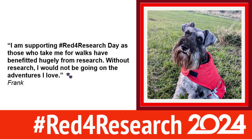 TheRDForum's tweet photo. Frank is wearing red to support all those contributing to research We love to see photos of your #Red4ResearchPets #Red4ResearchDog @AngelaTopping74 https://t.co/HS7iNP2QZ6