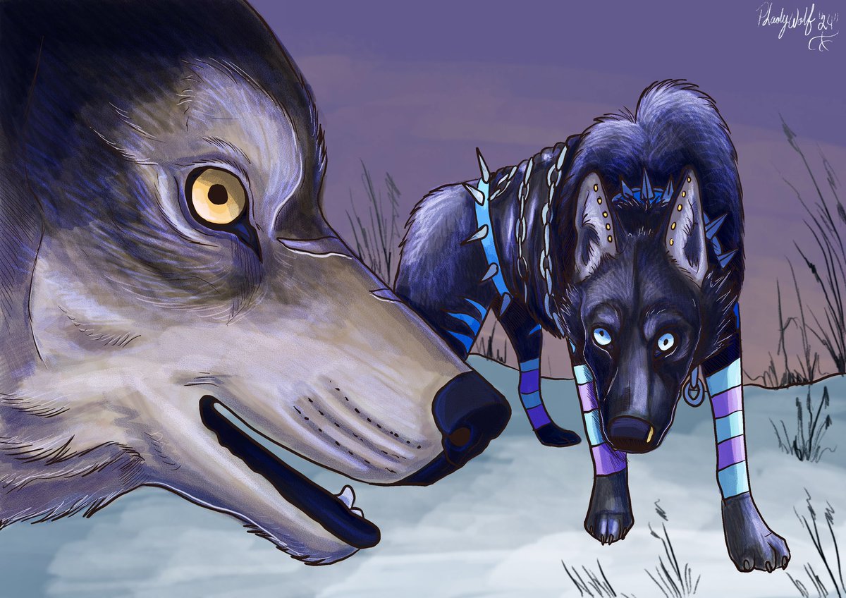 Tiaplady's tweet photo. Plady and rykor cross paths out in the snow covered meadow. While rykor finds something funny, perhaps pladys expression or stance. Always that deadpan stare lol. #procreate #digital #digitalart #wolfart #animewolf https://t.co/DQQU71rlxt