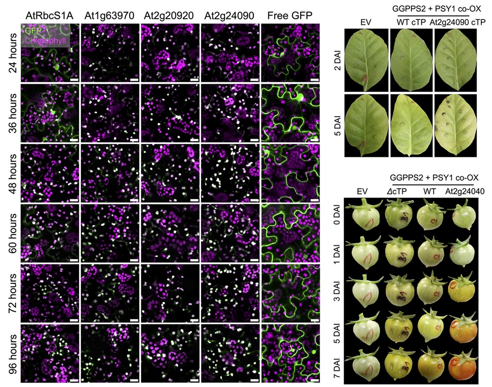#Plastids can be engineered to enhance #photosynthetic &amp; metabolic traits in #plants. This study identifies a #chloroplast-targeting peptide that is highly efficient in delivering biologically functional proteins to plastids in plants #PLOSBiology plos.io/3XFeNDk
