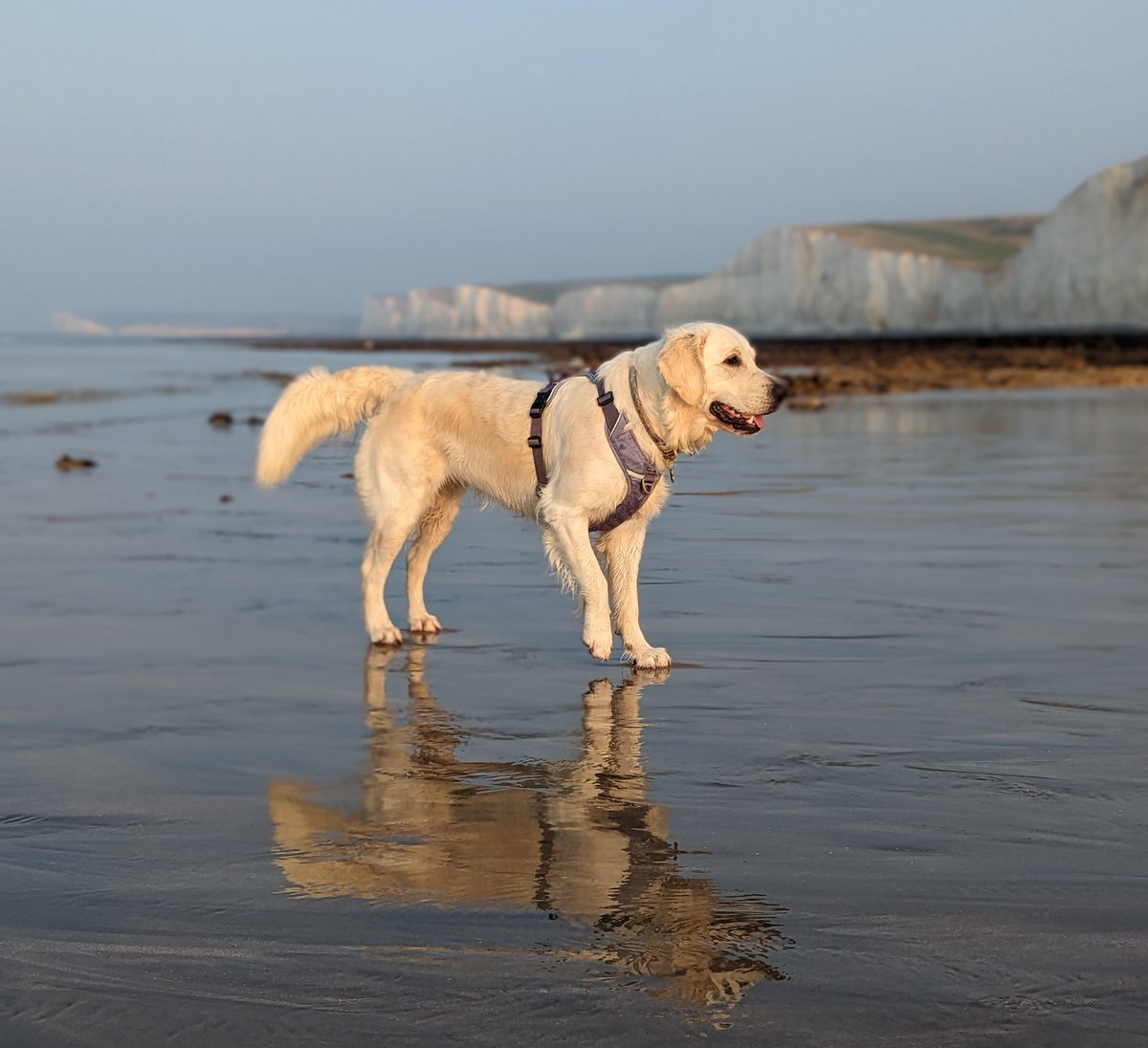 Bramber Bears💜 tweet media